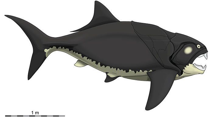 Dunklosteus new compact body size.