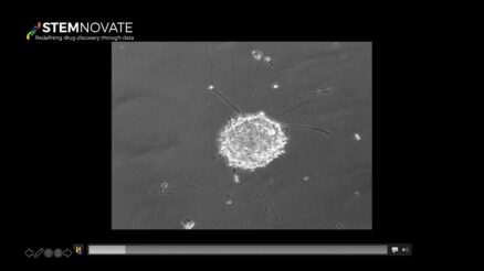 organoid tissue engineering