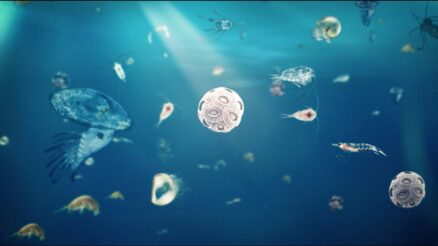 zooplankton population dynamics