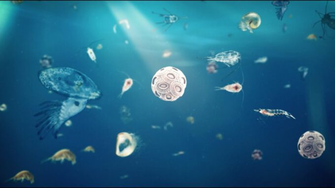 Zooplankton Population Dynamics