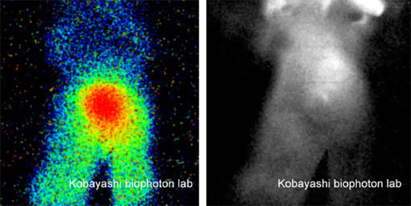 Biophotons in mice