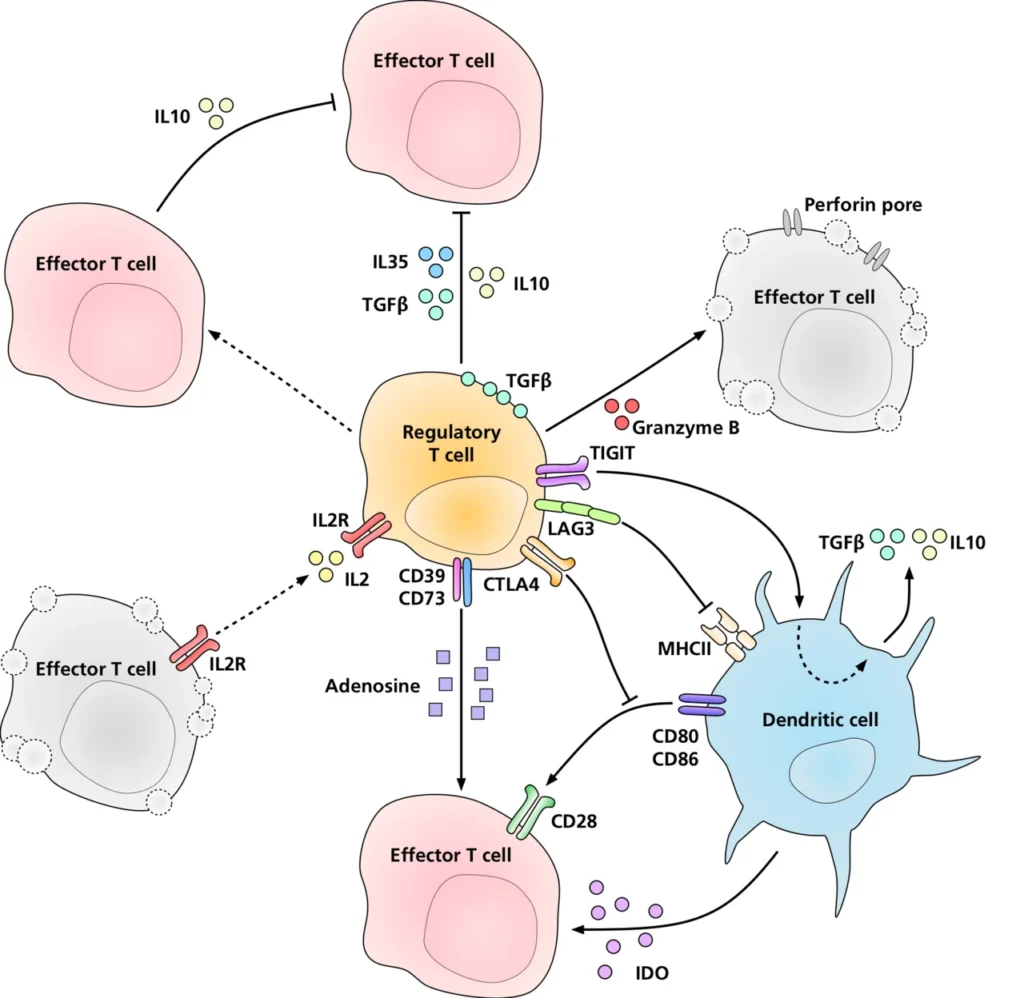 Nobel Prize Winners Discovered Immune System's Secret Guards 2 Regulatory t cells at work.